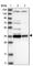 Chromosome 1 Open Reading Frame 131 antibody, HPA029920, Atlas Antibodies, Western Blot image 