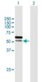 SprT-Like N-Terminal Domain antibody, H00083932-B01P, Novus Biologicals, Western Blot image 