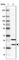 Basic Transcription Factor 3 Like 4 antibody, HPA067026, Atlas Antibodies, Western Blot image 