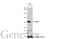 Malate Dehydrogenase 2 antibody, GTX105870, GeneTex, Western Blot image 