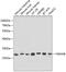 Tyrosine 3-Monooxygenase/Tryptophan 5-Monooxygenase Activation Protein Beta antibody, 13-518, ProSci, Western Blot image 