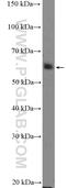 Sialic Acid Binding Ig Like Lectin 9 antibody, 13377-1-AP, Proteintech Group, Western Blot image 