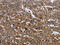 Glucokinase antibody, CSB-PA138466, Cusabio, Immunohistochemistry frozen image 