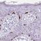 MART1 antibody, NBP2-33535, Novus Biologicals, Immunohistochemistry frozen image 