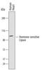 Lipase E, Hormone Sensitive Type antibody, AF7104, R&D Systems, Western Blot image 