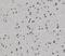 MUNC18-1 antibody, FNab08359, FineTest, Immunohistochemistry frozen image 