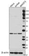 Ribosomal Protein S6 antibody, 691802, BioLegend, Western Blot image 