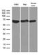 Apoptosis Inducing Factor Mitochondria Associated 1 antibody, LS-C795846, Lifespan Biosciences, Western Blot image 
