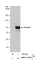 Hyaluronan mediated motility receptor antibody, NBP2-15781, Novus Biologicals, Western Blot image 