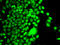 Histone Acetyltransferase 1 antibody, LS-C334546, Lifespan Biosciences, Immunofluorescence image 