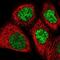 Zinc Finger CCCH-Type Containing 11A antibody, NBP1-82974, Novus Biologicals, Immunofluorescence image 