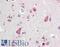 Bromodomain PHD Finger Transcription Factor antibody, LS-B10731, Lifespan Biosciences, Immunohistochemistry frozen image 