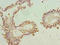 Zinc Finger Protein 184 antibody, orb357731, Biorbyt, Immunohistochemistry paraffin image 