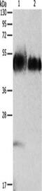 ORM1 antibody, CSB-PA261047, Cusabio, Western Blot image 