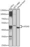 Autophagy Related 4D Cysteine Peptidase antibody, GTX33025, GeneTex, Western Blot image 
