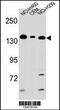 Glutamate Metabotropic Receptor 1 antibody, 62-256, ProSci, Western Blot image 