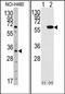 DBPB antibody, AP13301PU-N, Origene, Western Blot image 