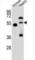 Nitric Oxide Synthase Trafficking antibody, abx027634, Abbexa, Western Blot image 