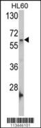 G Protein Nucleolar 3 antibody, 57-452, ProSci, Western Blot image 