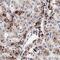 BCL2 Interacting Protein 3 antibody, NB100-56150, Novus Biologicals, Immunohistochemistry frozen image 