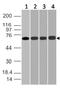 DEAD-Box Helicase 3 X-Linked antibody, M00751, Boster Biological Technology, Western Blot image 