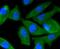 Phosphoinositide 3 kinase, p110 gamma antibody, NBP2-67329, Novus Biologicals, Immunofluorescence image 