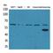 Zinc Finger With KRAB And SCAN Domains 4 antibody, LS-C387078, Lifespan Biosciences, Western Blot image 