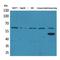 Zinc Finger With KRAB And SCAN Domains 4 antibody, LS-C387078, Lifespan Biosciences, Western Blot image 