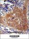 F-Box And WD Repeat Domain Containing 8 antibody, 55-367, ProSci, Immunohistochemistry paraffin image 