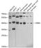 CAMP Responsive Element Binding Protein 1 antibody, 18-646, ProSci, Western Blot image 