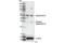 Gasdermin D antibody, 96458S, Cell Signaling Technology, Western Blot image 