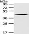 CgA antibody, TA351945, Origene, Western Blot image 