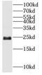 Synaptosome Associated Protein 23 antibody, FNab08054, FineTest, Western Blot image 