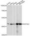 Mitogen-Activated Protein Kinase Kinase 2 antibody, A14770, ABclonal Technology, Western Blot image 