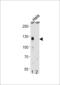 Cullin 4B antibody, LS-C157669, Lifespan Biosciences, Western Blot image 