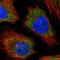 Ring Finger And CCCH-Type Domains 2 antibody, HPA042863, Atlas Antibodies, Immunofluorescence image 