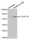 Component Of Inhibitor Of Nuclear Factor Kappa B Kinase Complex antibody, MBS128297, MyBioSource, Western Blot image 