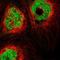 Regulator Of G Protein Signaling 10 antibody, NBP1-86020, Novus Biologicals, Immunofluorescence image 