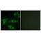 Collagen Type I Alpha 2 Chain antibody, PA5-49912, Invitrogen Antibodies, Immunofluorescence image 