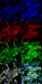 MG antibody, SMC-516D-BI, StressMarq, Immunofluorescence image 