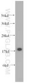 Unknown protein from 2D-PAGE of fibroblasts antibody, 10272-2-AP, Proteintech Group, Western Blot image 