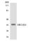 Olfactory Receptor Family 13 Subfamily G Member 1 antibody, LS-C200325, Lifespan Biosciences, Western Blot image 