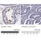 Synaptogyrin 4 antibody, NBP1-87530, Novus Biologicals, Immunohistochemistry paraffin image 