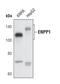 Ectonucleotide Pyrophosphatase/Phosphodiesterase 1 antibody, PA5-17097, Invitrogen Antibodies, Western Blot image 