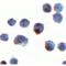 C18orf42 antibody, LS-C358515, Lifespan Biosciences, Immunocytochemistry image 