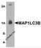 Microtubule Associated Protein 1 Light Chain 3 Beta antibody, 7581, ProSci, Western Blot image 