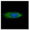 HSP13 antibody, NBP2-20509, Novus Biologicals, Immunocytochemistry image 