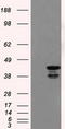Death Associated Protein Kinase 2 antibody, LS-C115127, Lifespan Biosciences, Western Blot image 