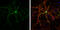 Calcium/Calmodulin Dependent Serine Protein Kinase antibody, GTX133275, GeneTex, Immunofluorescence image 