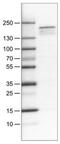 Lysine Demethylase 5B antibody, NBP2-34473, Novus Biologicals, Western Blot image 